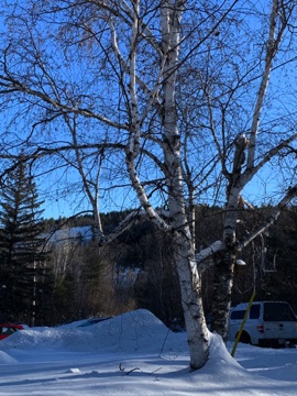 Ski hill from from front yard