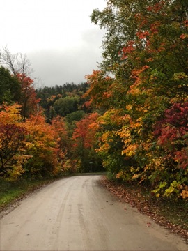 Fall colours on Legree St.